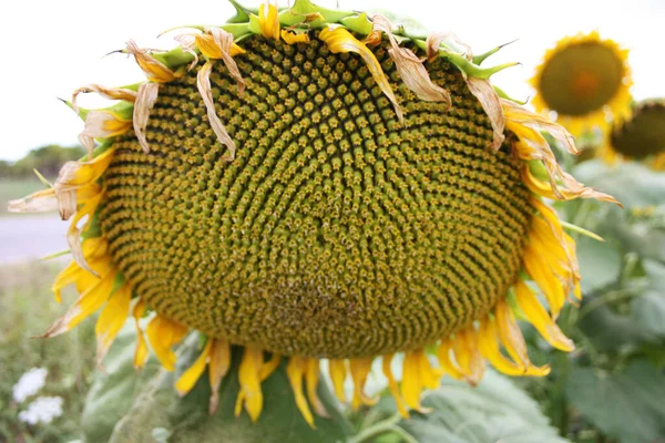 Närbild Frön Grön Solros Toscana — Stockfoto