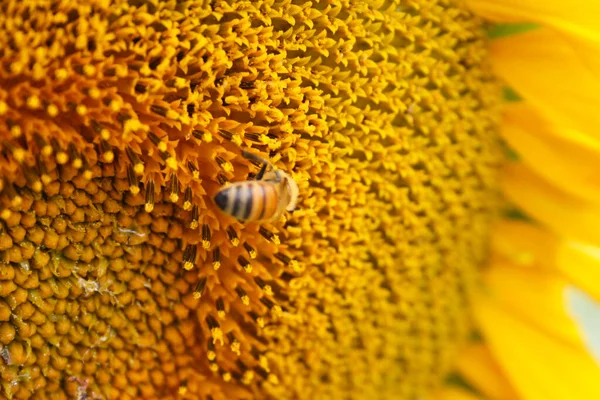 Pequeña Abeja Amarilla Poliniza Las Semillas Del Girasol Cerca —  Fotos de Stock