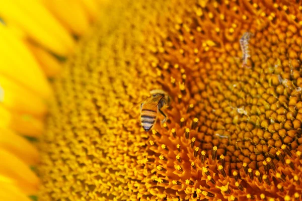 小さな黄色の蜂がひまわりの種を受粉させ — ストック写真