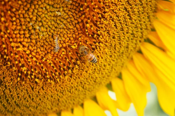 小さな黄色の蜂がひまわりの種を受粉させ — ストック写真
