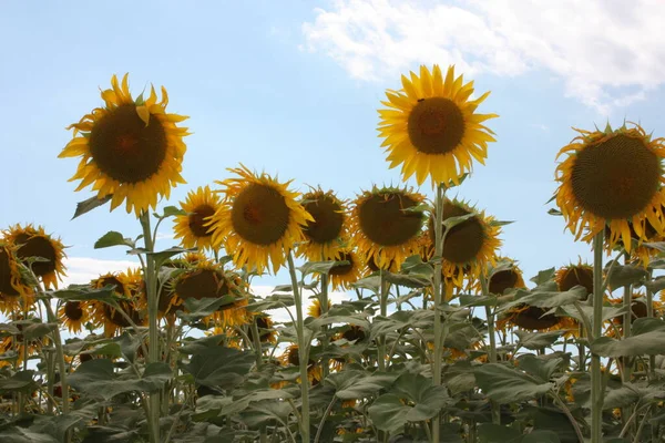 Krásná Louka Pole Žluté Slunečnice Rostliny Rozloze Toskánské Krajině — Stock fotografie