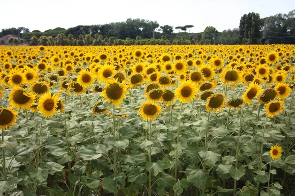 Vacker Äng Fält Gula Solrosor Expansiv Tuscan Landsbygden — Stockfoto