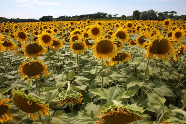 Vacker Äng Fält Gula Solrosor Expansiv Tuscan Landsbygden — Stockfoto