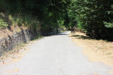 Toskana 'da ormandaki asfalt dağ yolları