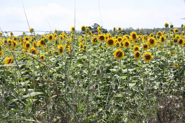 Naturligt Blomsterfält Solrosor Växter Toscana — Stockfoto