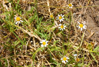 Toprakta açmakta olan birkaç beyaz papatya ile kuru otlak.