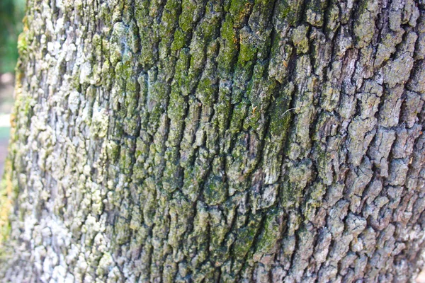 Kmenová Část Kůra Suchého Stromu Mírně Plesnivý Mechem Lesních Lesích — Stock fotografie
