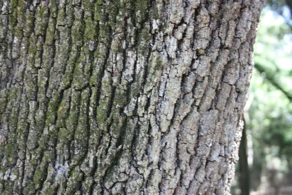 Tronco Parte Latido Uma Árvore Seca Ligeiramente Mofado Com Musgo — Fotografia de Stock