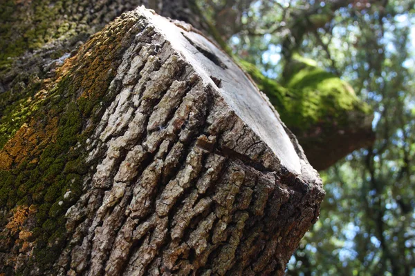 乾燥した木の幹の樹皮は少しカビで苔は野生動物の森の中で — ストック写真