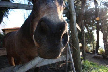 Çitinde kahverengi at