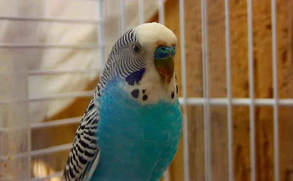 Budgie Periquito Azul Blanco Encerrado Jaula — Foto de Stock