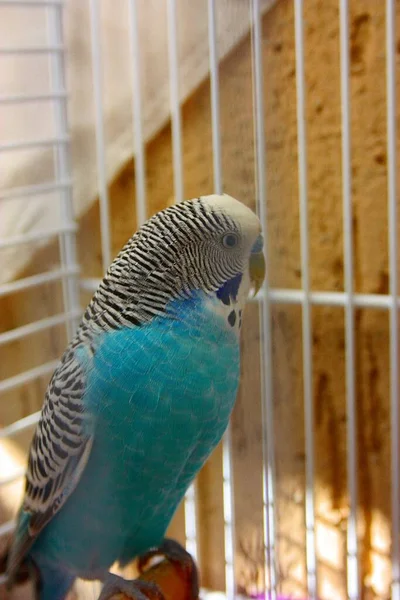 Budgie Periquito Azul Blanco Encerrado Jaula — Foto de Stock