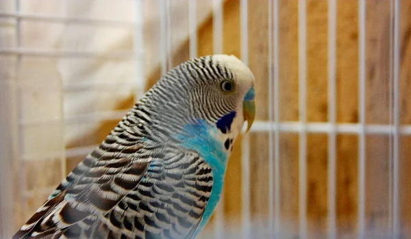 Budgie Periquito Azul Blanco Encerrado Jaula — Foto de Stock