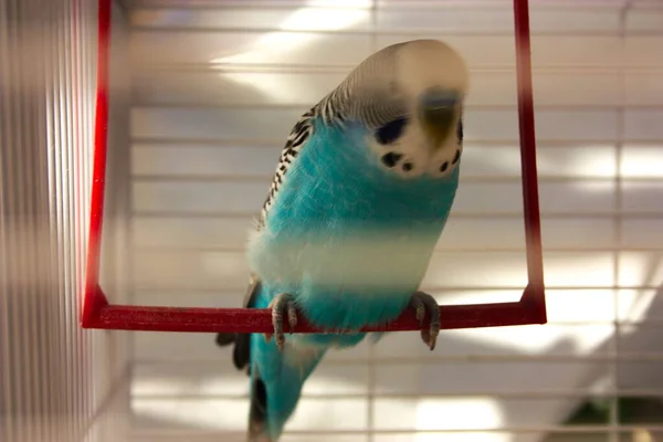 Budgie Periquito Azul Blanco Encerrado Jaula —  Fotos de Stock