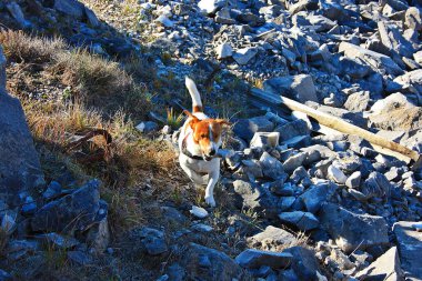 Jack Russell Terrier dağların arasındaki doğal bir parkta oynuyor ve küçük evcil hayvanı özgürlüğüne kavuşturuyor.