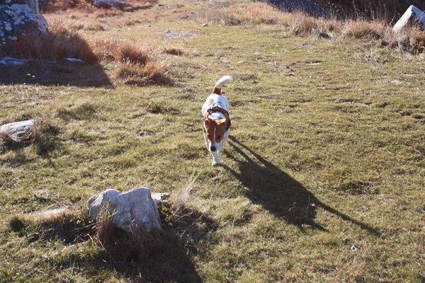 Jack Russell Τεριέ Παίζει Ένα Φυσικό Πάρκο Στους Λόφους Μεταξύ — Φωτογραφία Αρχείου