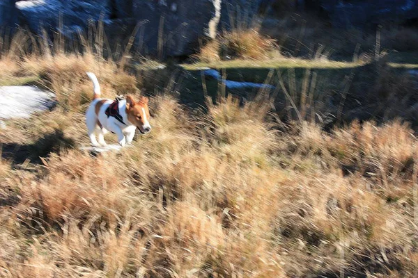 Jack Russell Terrier Spelar Naturlig Park Bergen Mellan Bergen Och — Stockfoto