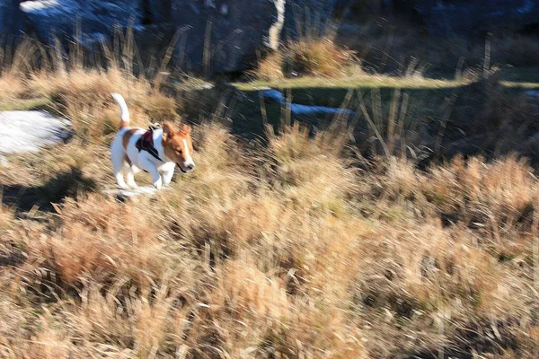 Jack Russell Terrier Giocare Parco Naturale Tra Colline Tra Montagne — Foto Stock