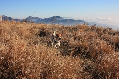 Jack Russell Terrier dağların arasındaki doğal bir parkta oynuyor ve küçük evcil hayvanı özgürlüğüne kavuşturuyor.