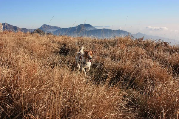 Jack Russell Terrier dağların arasındaki doğal bir parkta oynuyor ve küçük evcil hayvanı özgürlüğüne kavuşturuyor.