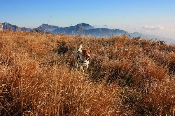 Jack Russell Terrier dağların arasındaki doğal bir parkta oynuyor ve küçük evcil hayvanı özgürlüğüne kavuşturuyor.