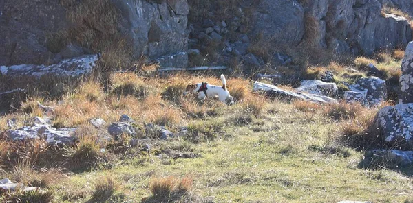 Jack Russell Terrier Jogando Parque Natural Nas Colinas Entre Montanhas — Fotografia de Stock