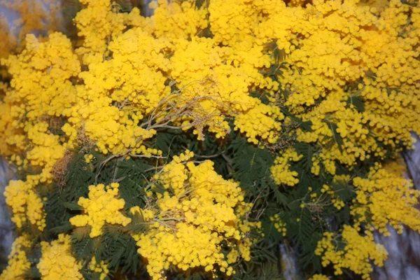 Zeer Gele Seizoensgebonden Mimosa Plant Net Bloeide Maart — Stockfoto