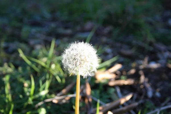 白色的小蒲公英花朵在花园的绿地中绽放 — 图库照片