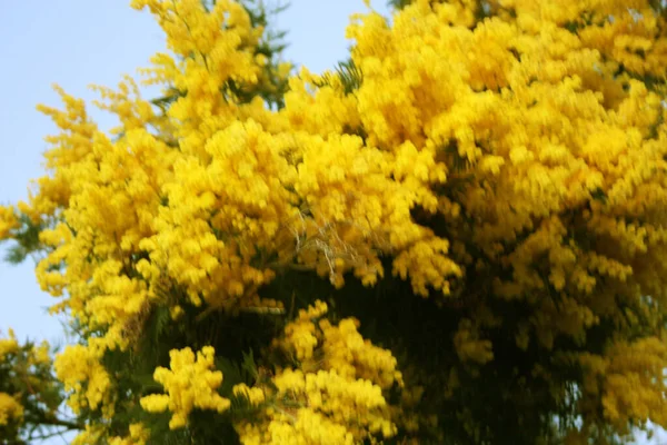 Pianta Mimosa Stagionale Molto Gialla Appena Fiorita Marzo — Foto Stock