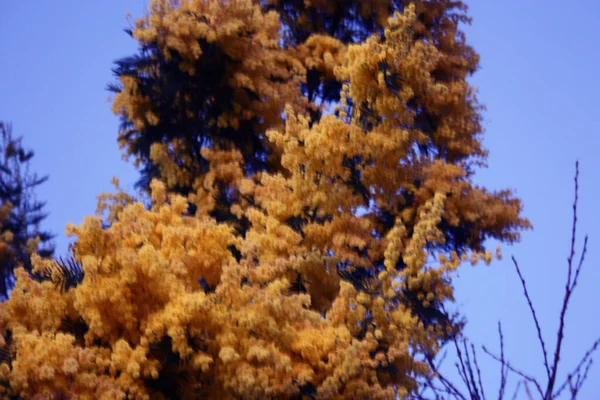 Very Yellow Seasonal Mimosa Plant Just Flowered March — Stock Photo, Image