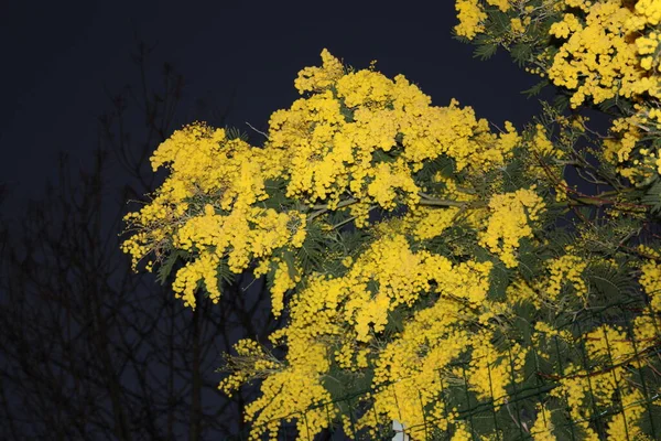 Muito Amarelo Planta Mimosa Sazonal Apenas Floresceu Março — Fotografia de Stock