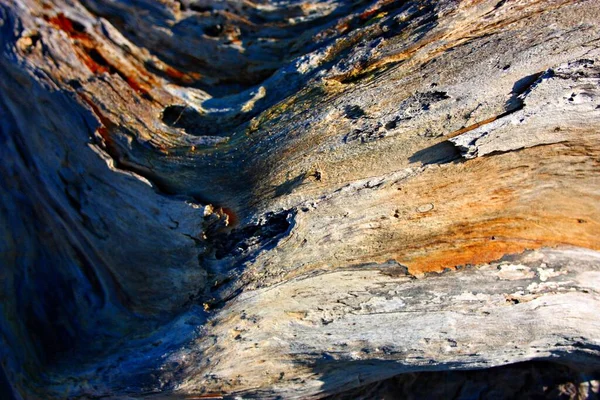 Old Polished Tree Woods Brackish Water Sea Create Veins Shades — Stock Photo, Image