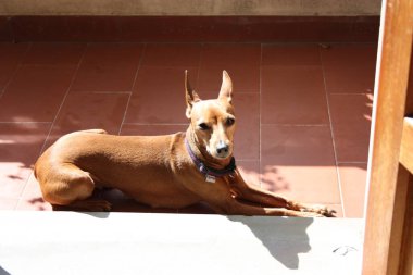 Yavru köpek yavrusu. Gururla yaşadığı evin terasındaki evcil hayvan. dişi zwerg pinscher kırmızı veya kahverengi.