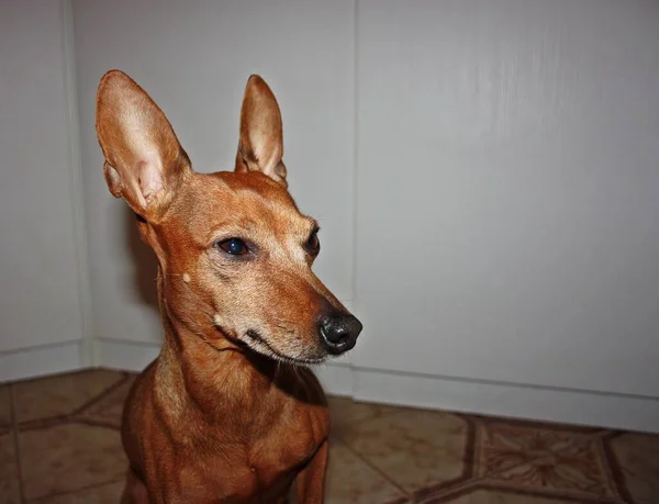 Affectueux Petit Chiot Pinscher Domestique Brun — Photo