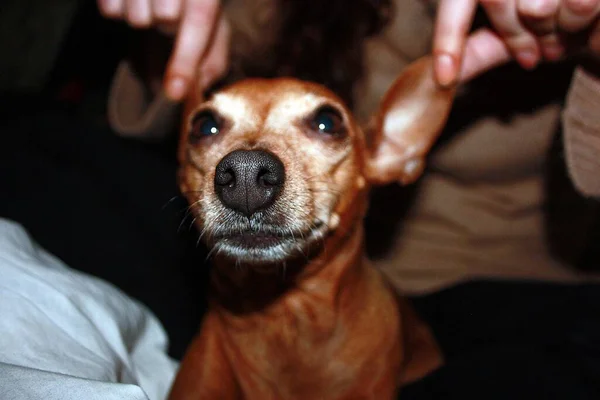 Cariñoso Perrito Marrón Doméstica Pinscher —  Fotos de Stock