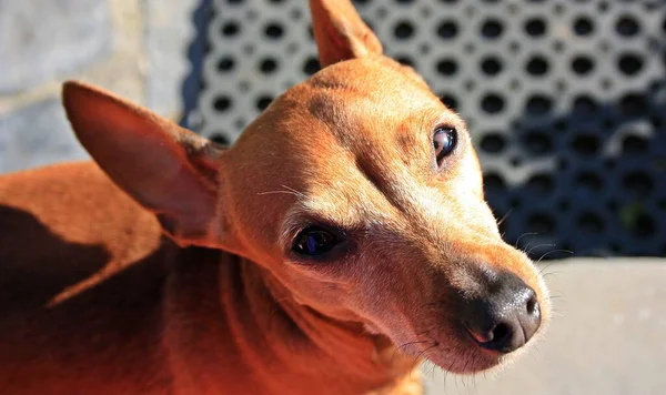 Filhote Cachorro Carinhoso Pinscher Doméstico Marrom — Fotografia de Stock