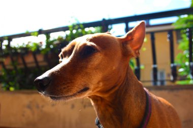 Yavru köpek yavrusu. Gururla yaşadığı evin terasındaki evcil hayvan. dişi zwerg pinscher kırmızı veya kahverengi.