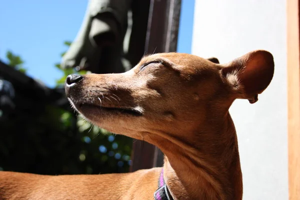 강아지 품종이다 자랑스럽게 테라스에서 동물을 기르고 색이나 갈색을 Zwerg Pinscher — 스톡 사진