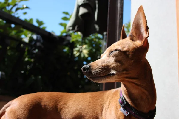 Ejemplar Joven Cachorro Raza Perro Mascota Terraza Casa Donde Vive — Foto de Stock