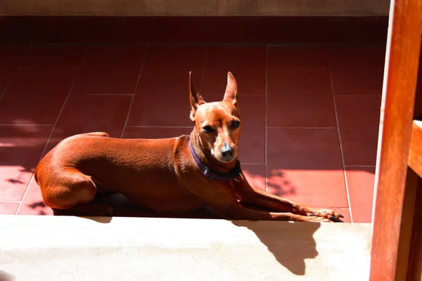 Young Specimen Puppy Dog Breed Pet Terrace House Lives Proud — Stock Photo, Image