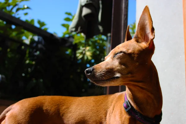 강아지 품종이다 자랑스럽게 테라스에서 동물을 기르고 색이나 갈색을 Zwerg Pinscher — 스톡 사진