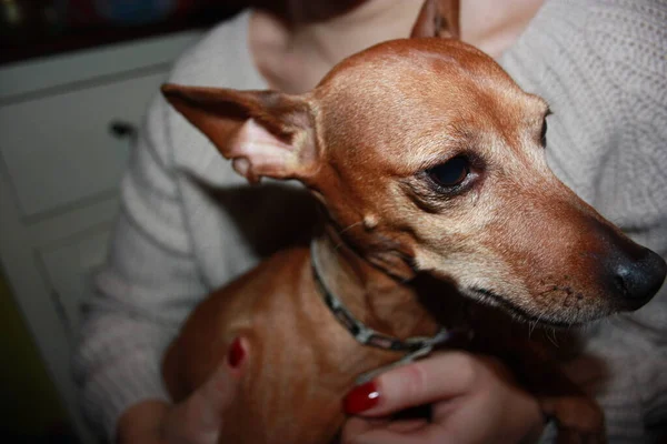 Cariñoso Perrito Marrón Doméstica Pinscher —  Fotos de Stock