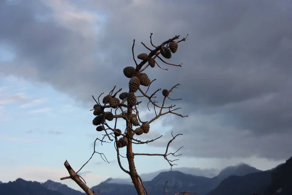 Madeira Pau Ramo Com Cones Pinheiro Anexados Panorama Dos Alpes — Fotografia de Stock