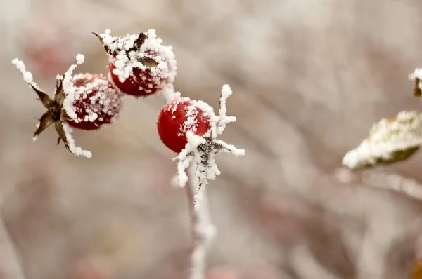 Winter Berry Sprig — Stock Photo, Image