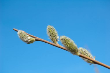 Bahar doğanın uyanış