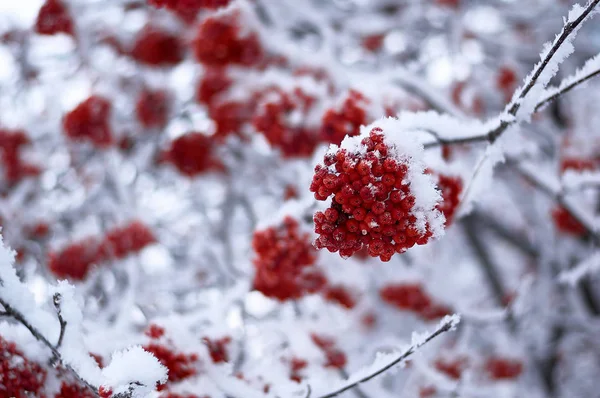 Зимовий Гірський Попіл Сніжному Капелюсі — стокове фото
