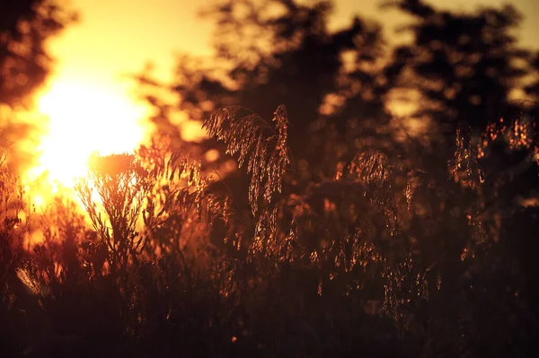 Yaz gün batımı çimen güneşi
