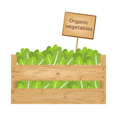 Ahşap kutular marul. Organik sebze. Vektör çizim