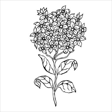 Ortanca çiçek - vektör illüstrasyon.