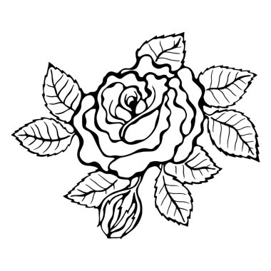 Gül çiçeği beyaz arka plan üzerinde izole. Boyama için sayfa